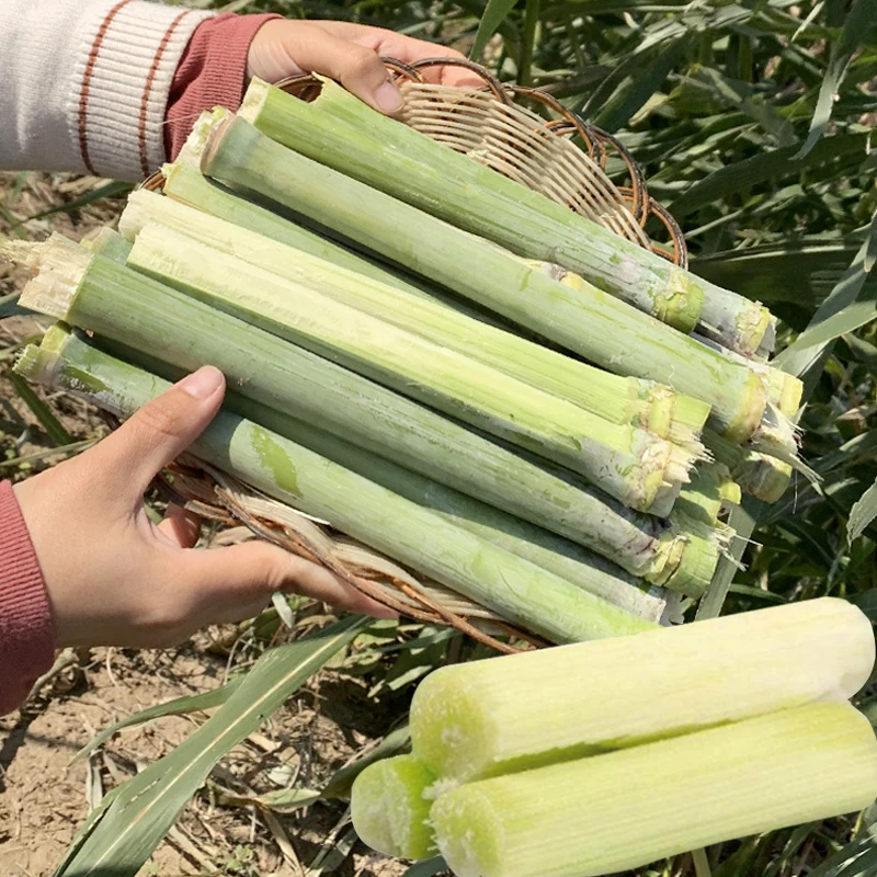 特高产甜杆种子农家四季春季种植甘蔗种籽超甜食用青玉米杆种孑