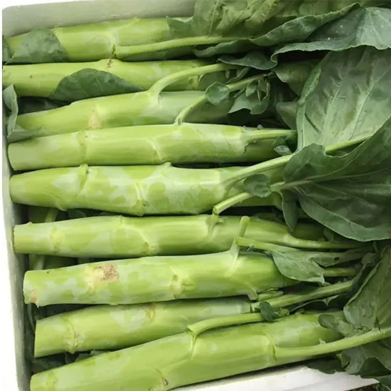 芥菜种子四季播种鸡腿芥兰种籽田园庭院阳台盆栽耐热耐寒易种蔬菜
