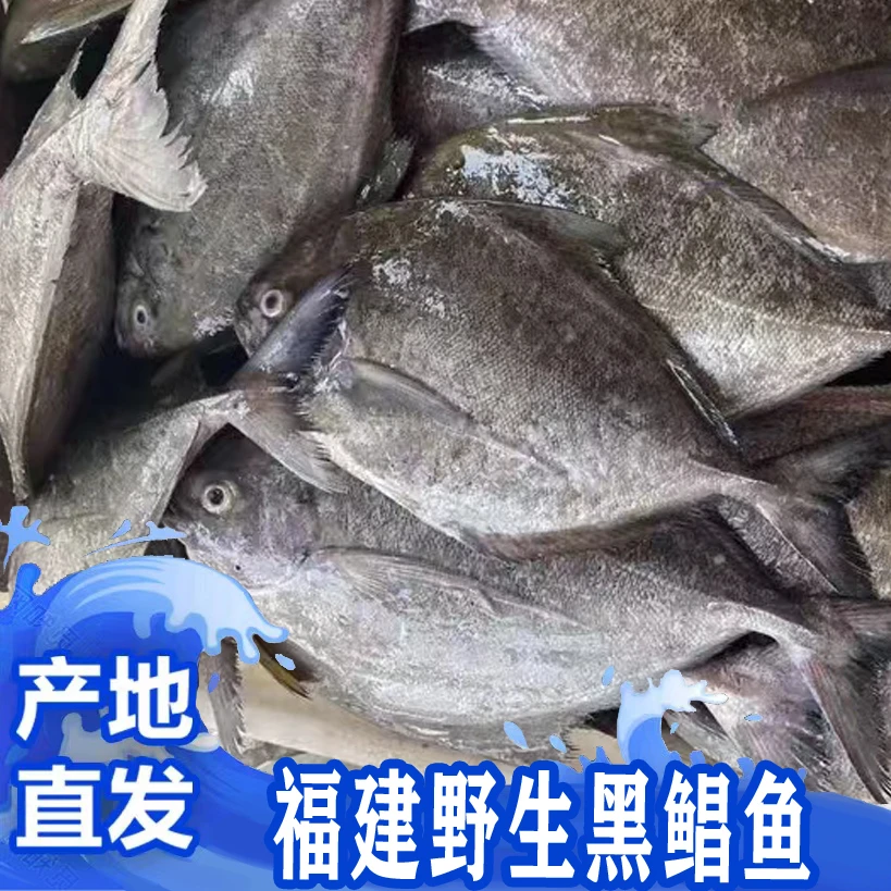 福建啊三海鲜【野生黑鲳鱼】新鲜寄顺丰