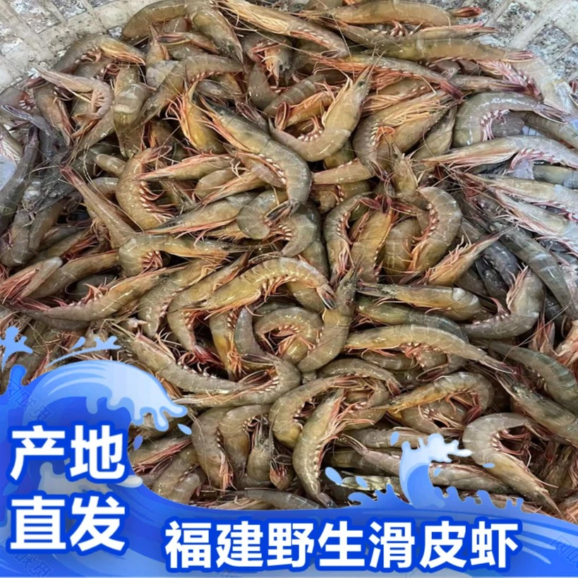福建啊三海鲜【野生滑皮虾剑虾】新鲜寄顺丰