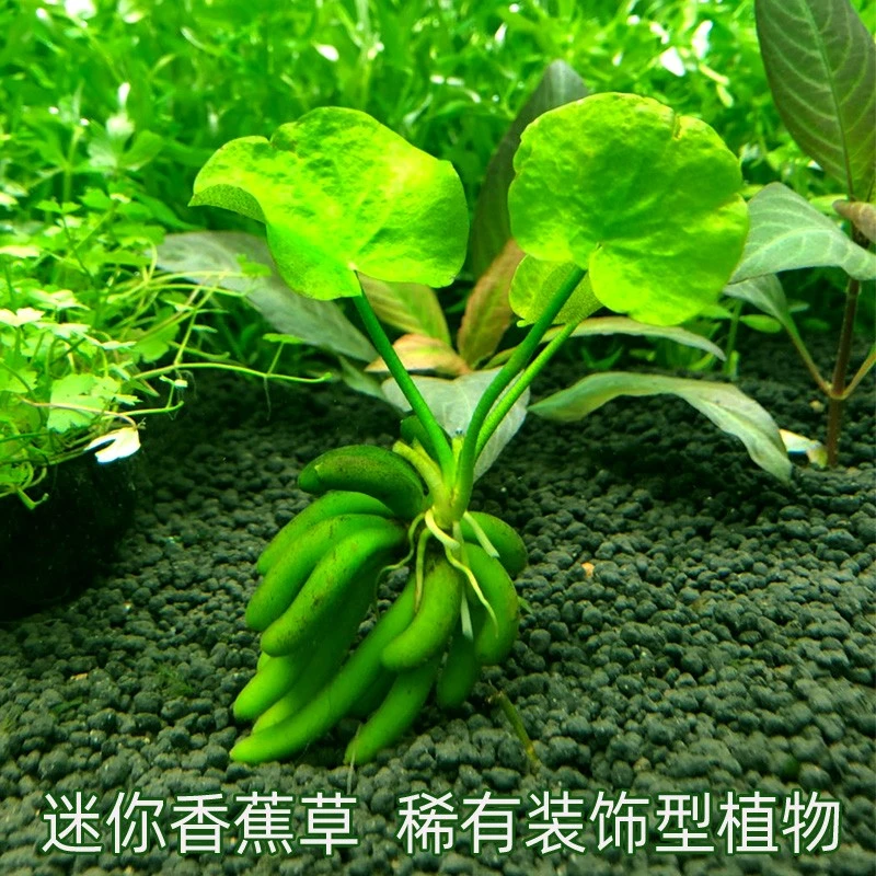 亚马逊水景馆 迷你香蕉草 水草 鱼缸吸引眼球选择植物懒人植物