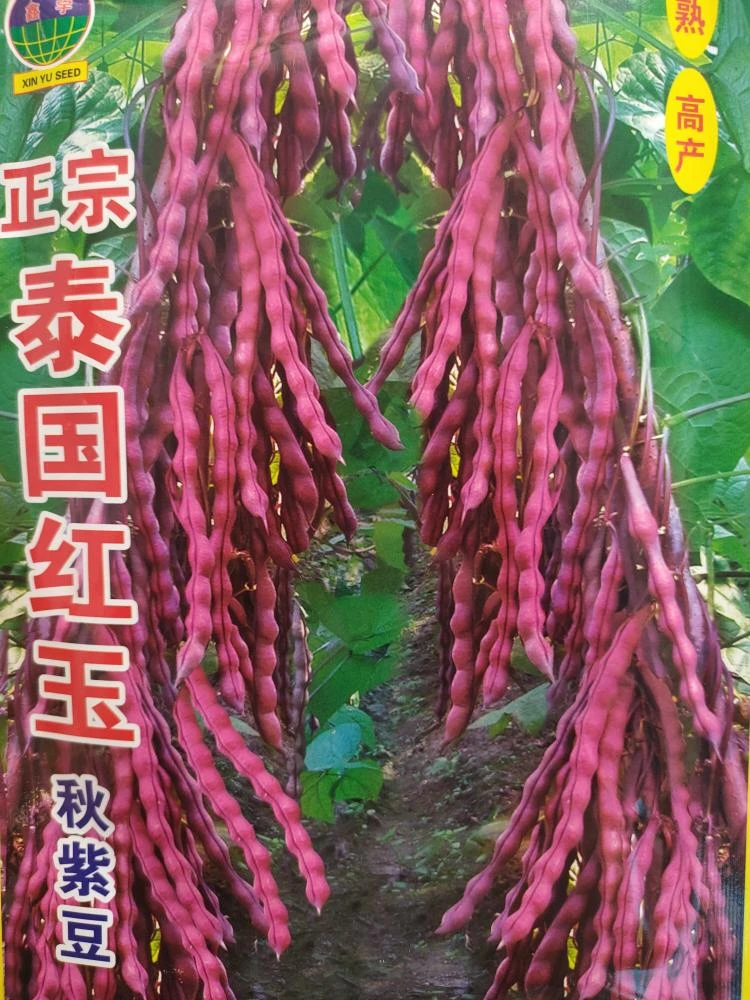 泰国红玉秋子豆拍一发二种子