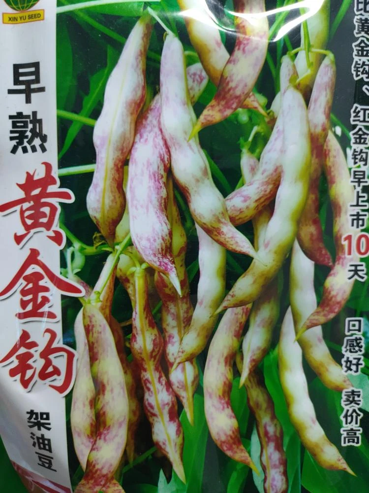 早熟花黄金钩拍一发二种子