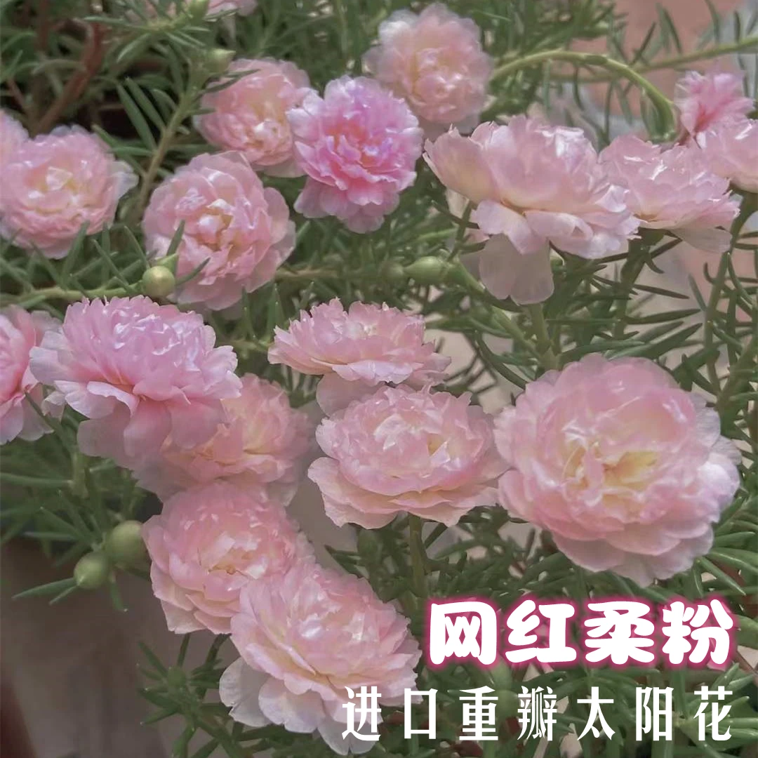 ot【网红柔粉】泰国进口重瓣太阳花对版春天带花苞夏天耐热阳台庭院