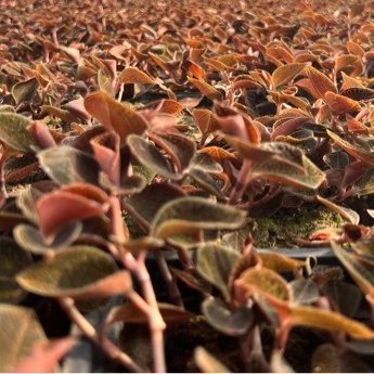 林下种植金线莲50克干品种植12个月