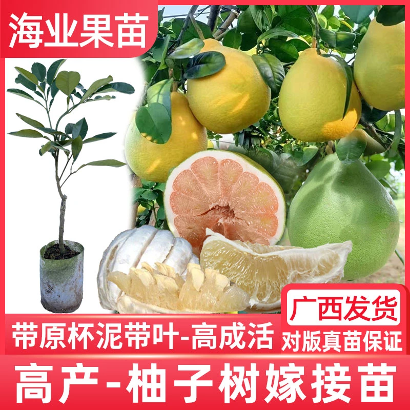 柚子树苗带土沙田柚果苗新品种泰国红宝石青柚桂柚一号柚子苗果树