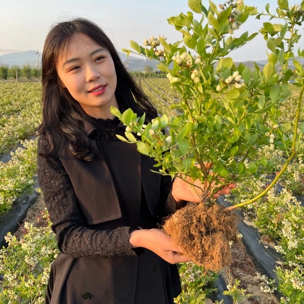 大果蓝莓树带土带叶发货盆栽地载南北方庭院种植阳台盆栽蓝莓树苗