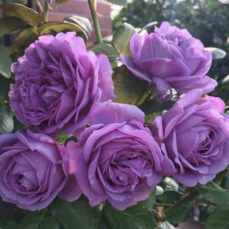 【微蓝】蓝紫色大花浓香阳台庭院月季花卉