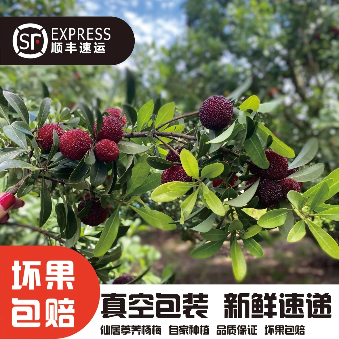 【排单发货】仙居荸荠杨梅单果约10g一元硬币大 孕妇儿童水果