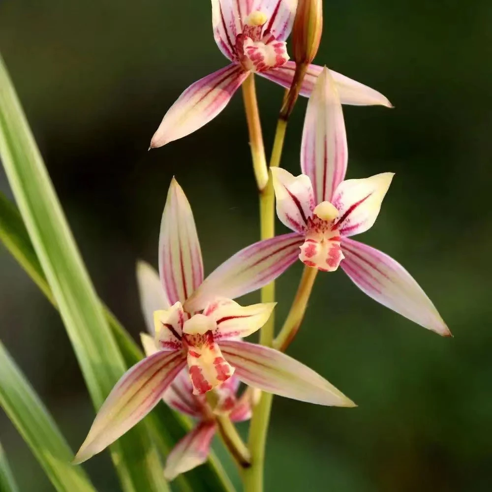 【红花艺草】建兰花期6-10花期