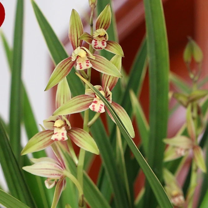 【金彩心】建兰浓香型花期6-11月好养绿植盆栽