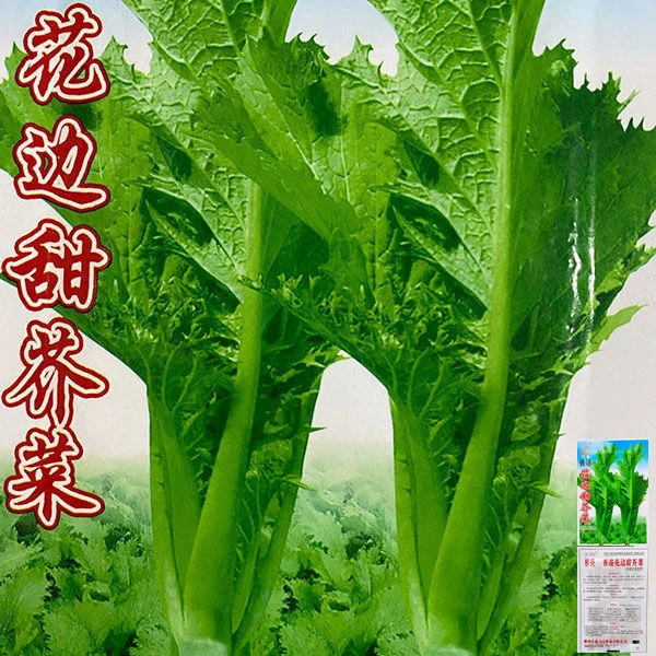 甜芥菜种子四季花边芥菜阳台蔬菜种子盆栽易种香港花边青菜叶