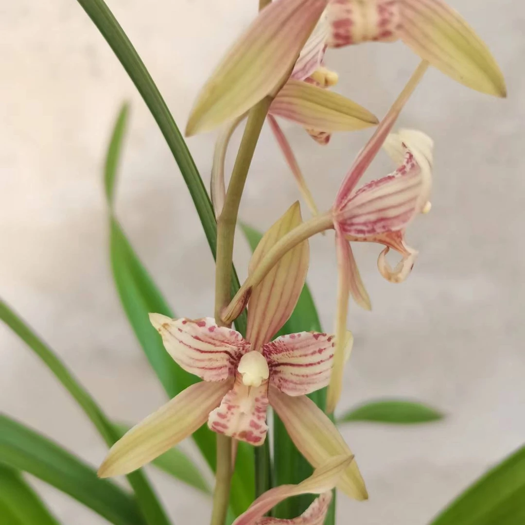 艳蕊兰花 蕙兰艺草