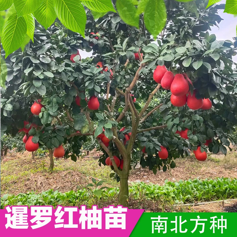 柚子树苗暹罗红柚苗嫁接大红袍柚苗三红蜜柚苗南北方四季庭院盆栽