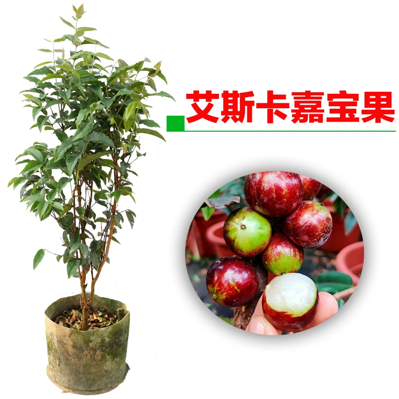 嘉宝果树苗树葡萄苗四季早生艾斯卡嘉宝果巨红钻四季树葡萄树苗