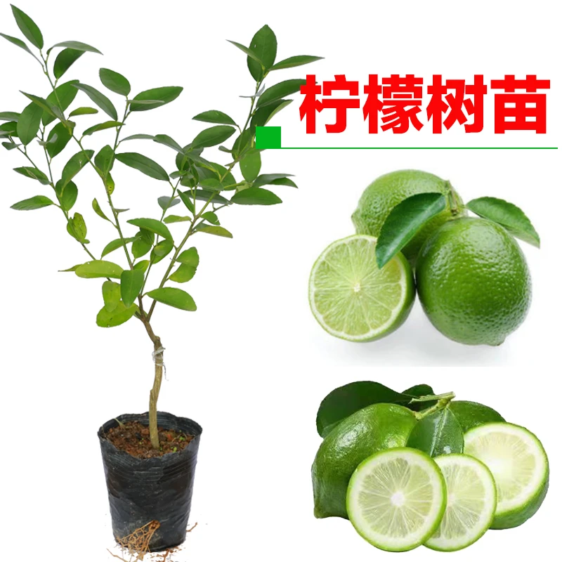 柠檬树苗香水柠檬苗四季结果广东香柠无籽青柠檬苗盆栽地栽南北种