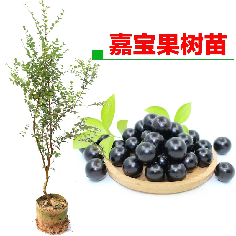 （果木魂）沙巴嘉宝果苗树葡萄苗四季结果庭院别墅盆栽种植果树苗