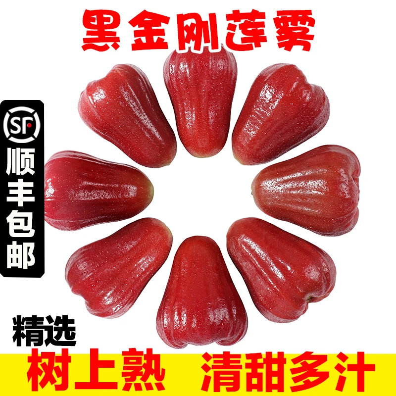 鲜贡园【顺丰冷链】海南黑金刚莲雾1-4斤新鲜当季热带水果雾莲果
