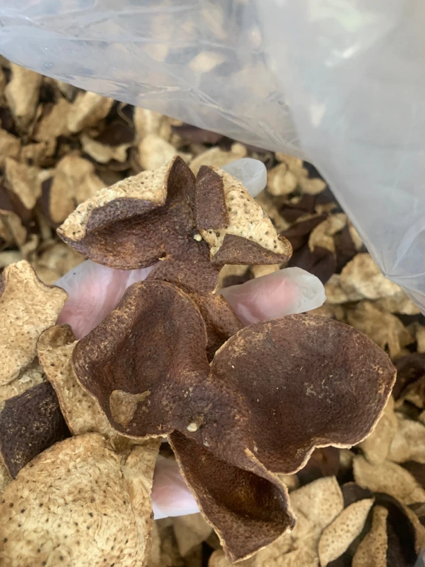 老陈皮胶250克起