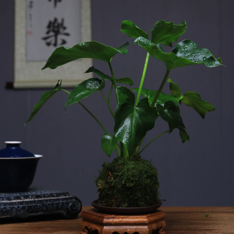 蔓绿绒水培绿植室内盆栽好养耐阴易活植物常绿办公苔藓球水养春季