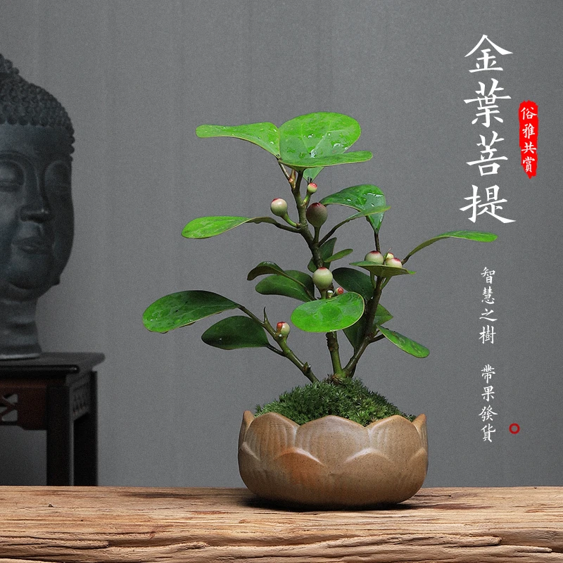小盼菩提绿植室内盆景客厅小盆栽四季常青