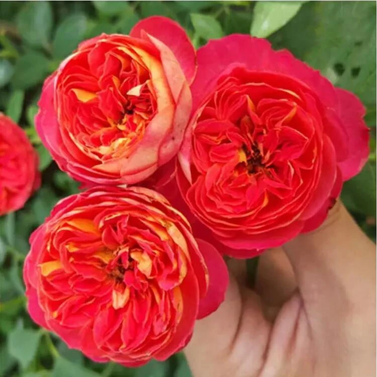 藤宝贝藤本月季爬植物多季开花月季花卉盆栽地栽庭院橙月季花直播