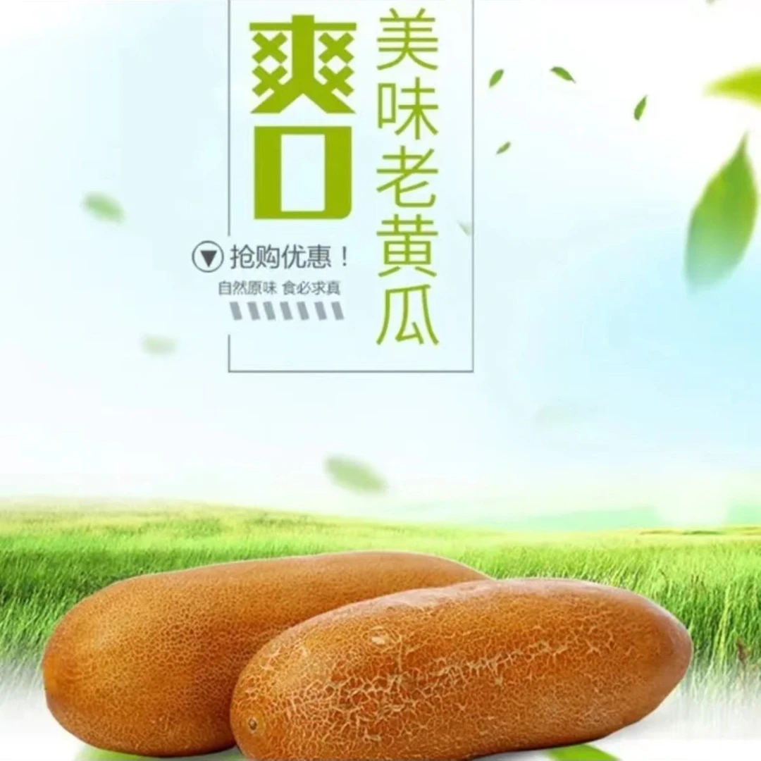 【顺丰包邮】东北老黄瓜 黑土地麻皮黄瓜 老黄瓜种炖汤凉拌 3斤