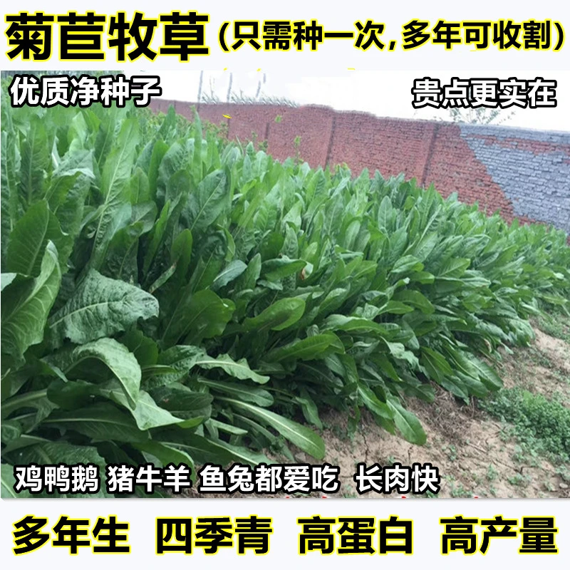 【高产养殖牧草种子】耐寒多年生大叶菊苣草种籽鸡鸭鱼牲畜都喜食