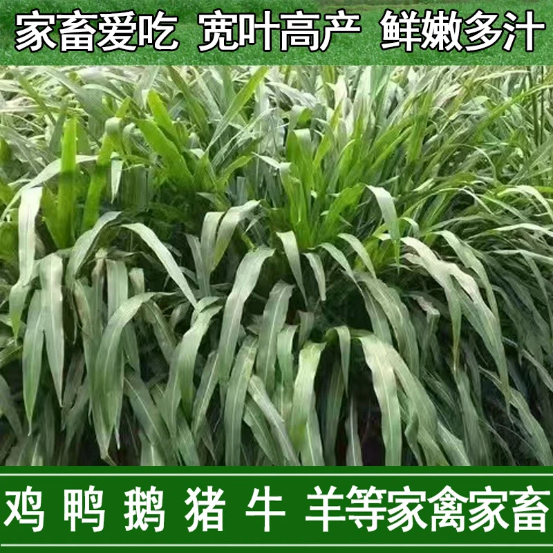 墨西哥玉米草籽：颗粒饱满，产量高  耐刈割，牲口牛羊鱼都喜食