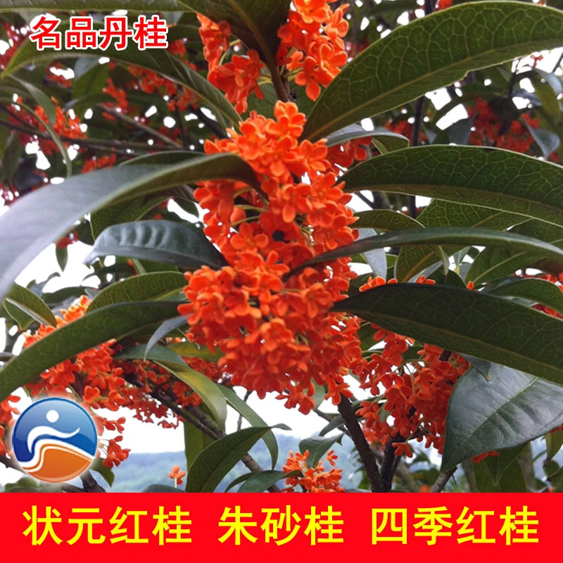 红桂花树苗 名品丹桂状元红桂花苗 珍稀红桂砂桂 四季红桂花苗