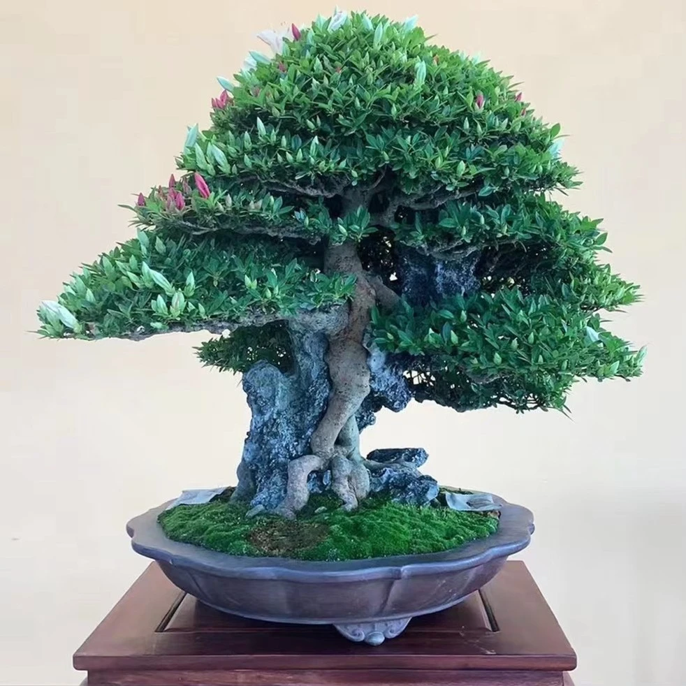 皋月杜鹃，原盆原土发货，一物一拍