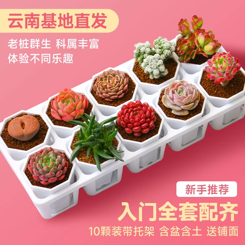 10颗装多肉植物新手多科属含花盆十全十美盆栽花美观云南基地直发