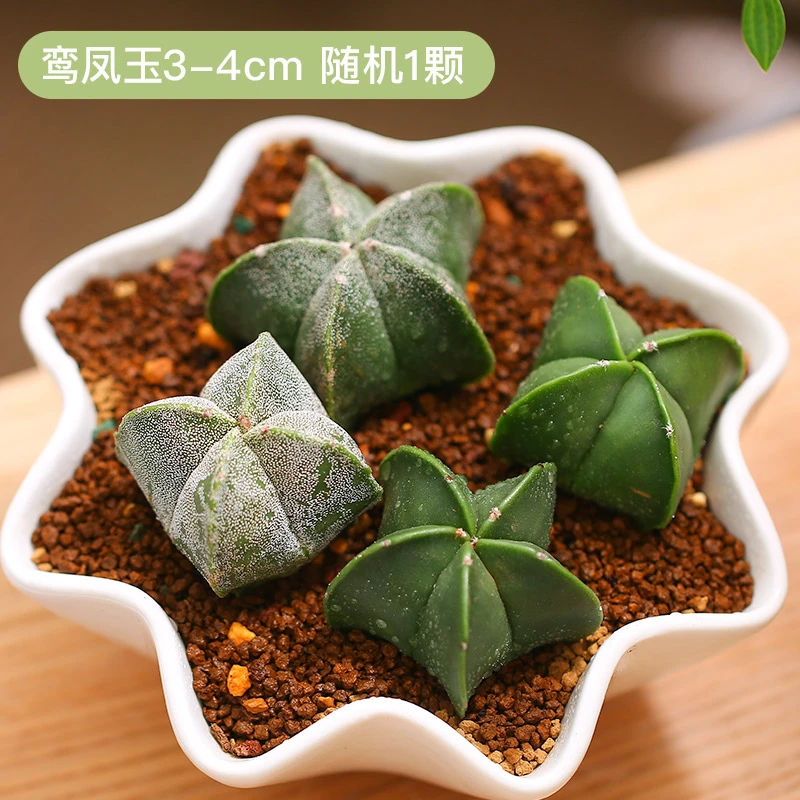 鸾凤玉仙人球多肉植物仙人掌盆栽植物室内绿植盆栽多肉植物开花