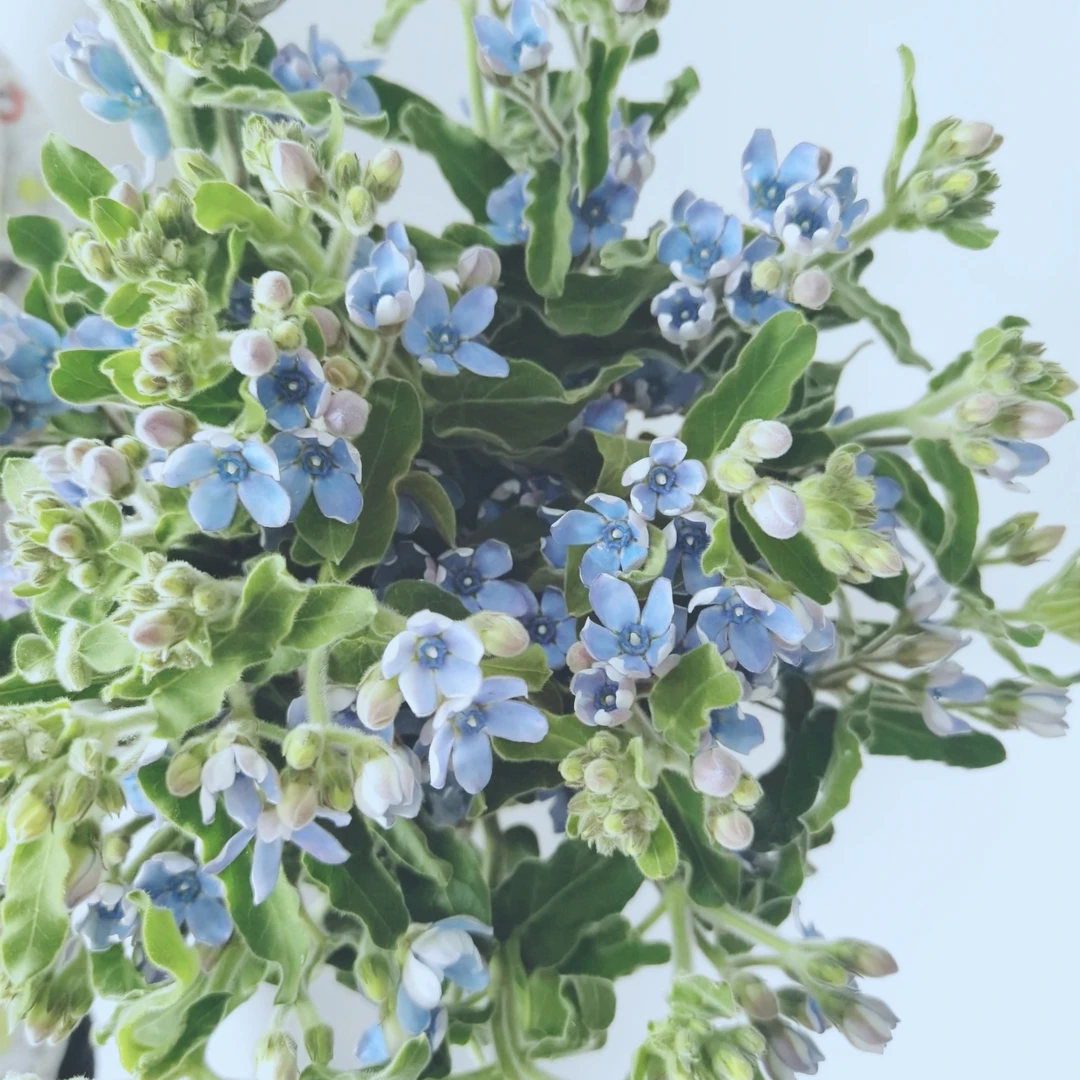 花中圆   小清新蓝星花鲜花，顺丰包邮。