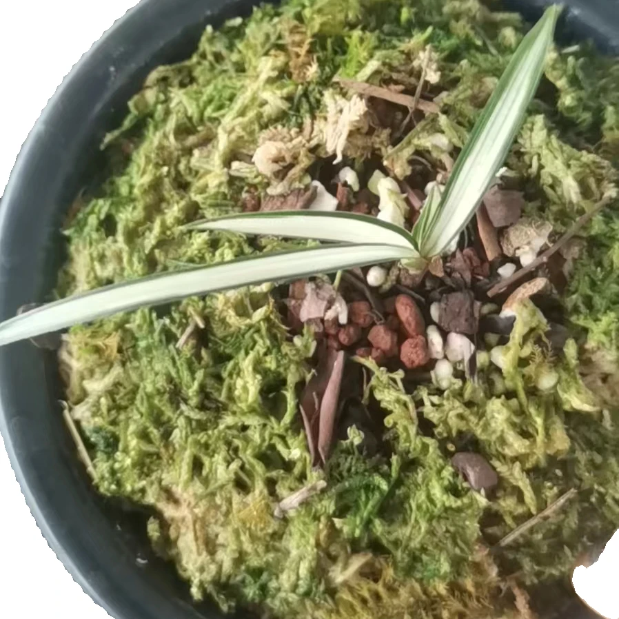 无品牌花卉绿植盆栽种植