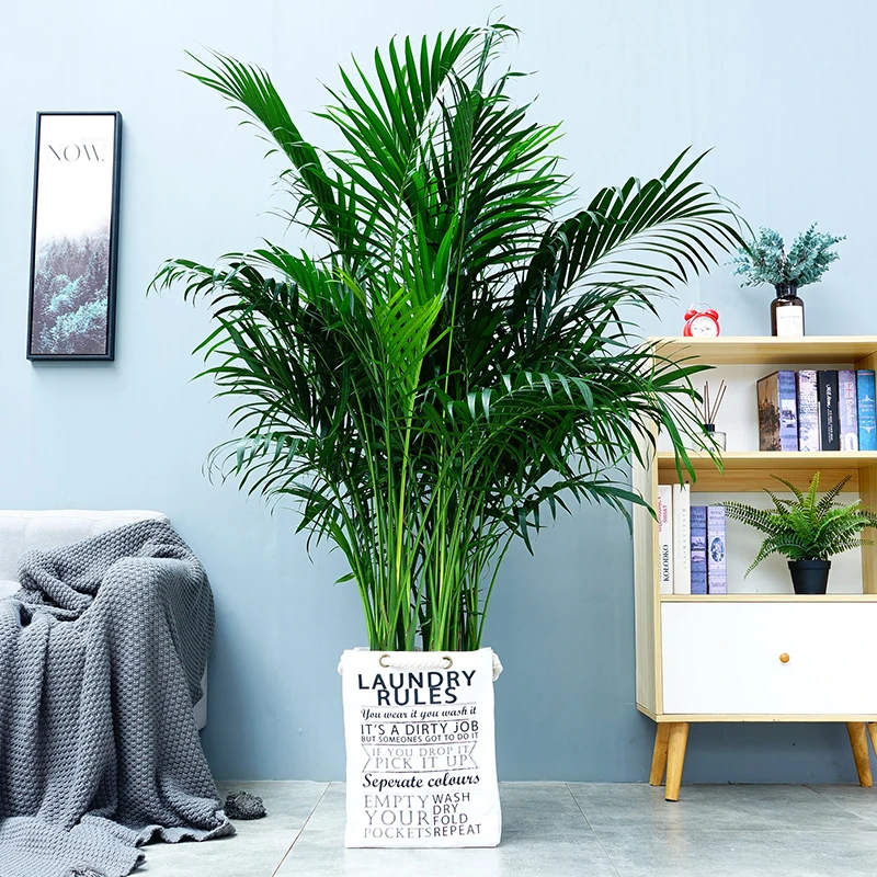 【富贵椰子凤尾竹】自然展示实拍场景适用客厅园艺耐旱清新绿植盆栽