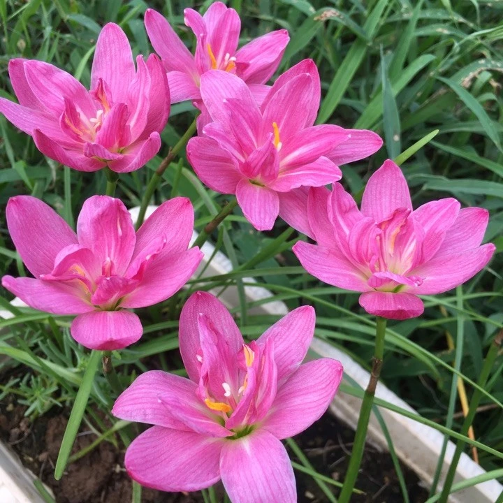 印尼 风雨兰 Z.Double Lotus（z. pink angela）双莲花 粉天使