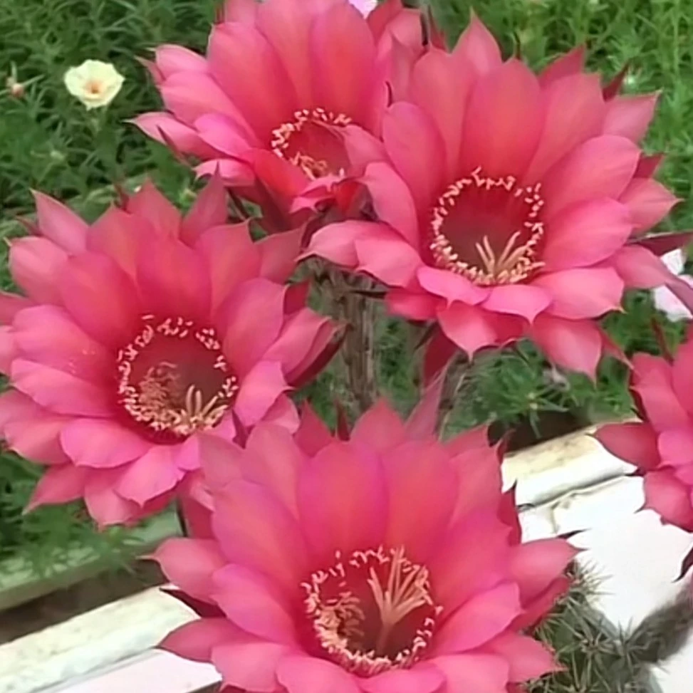 仙人球红草爆花品种4cm