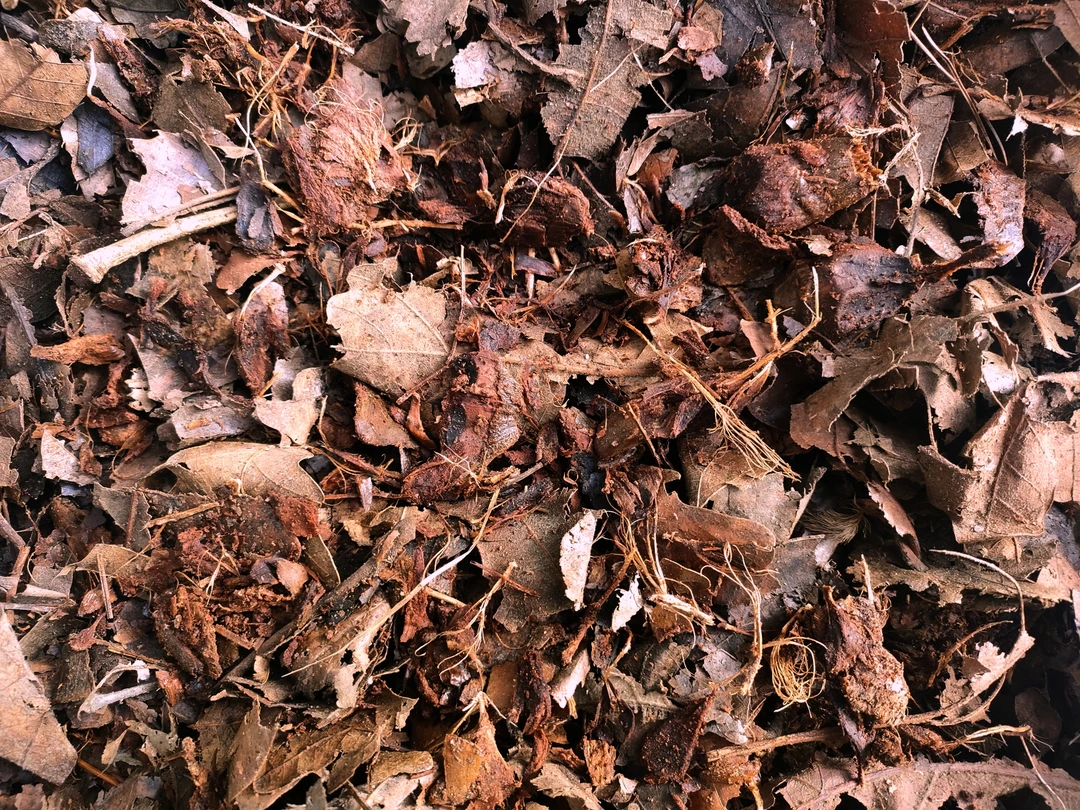 君子兰专用腐叶土腐植土橡树叶柞树叶松塔皮