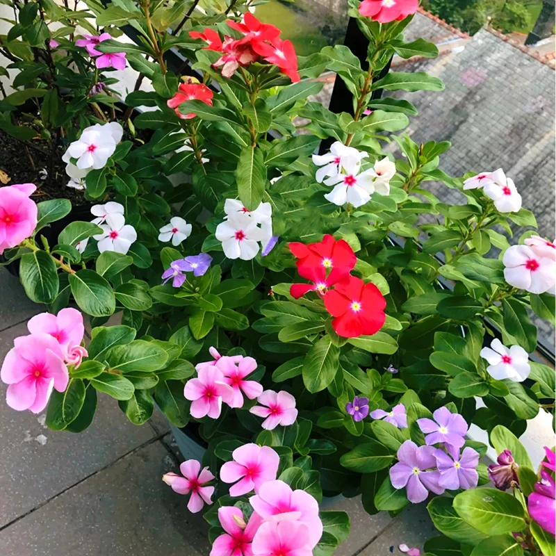 常春花盆栽(进口品种 耐热 爆花机器)庭院阳台好养花