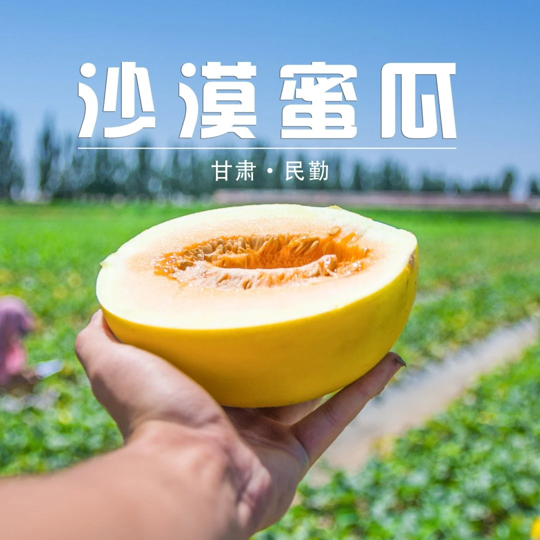 （顺丰）甘肃民勤沙漠蜜瓜 金红宝 自然成熟 香甜多汁 产地发货包邮