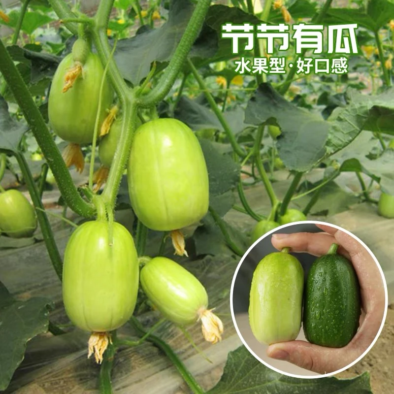 金童玉女小黄瓜种子奶油小黄瓜蔬菜种子四季种植