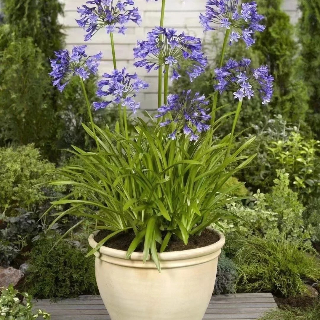 一楼花园 百子莲盆栽苗宿根植物花卉观赏好养植物易活庭院花卉