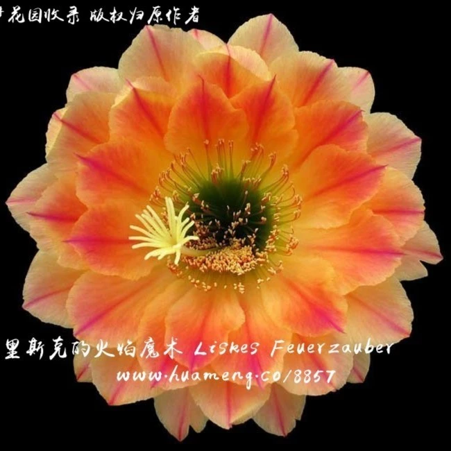 毛花柱火焰魔术  仙人球 多肉植物