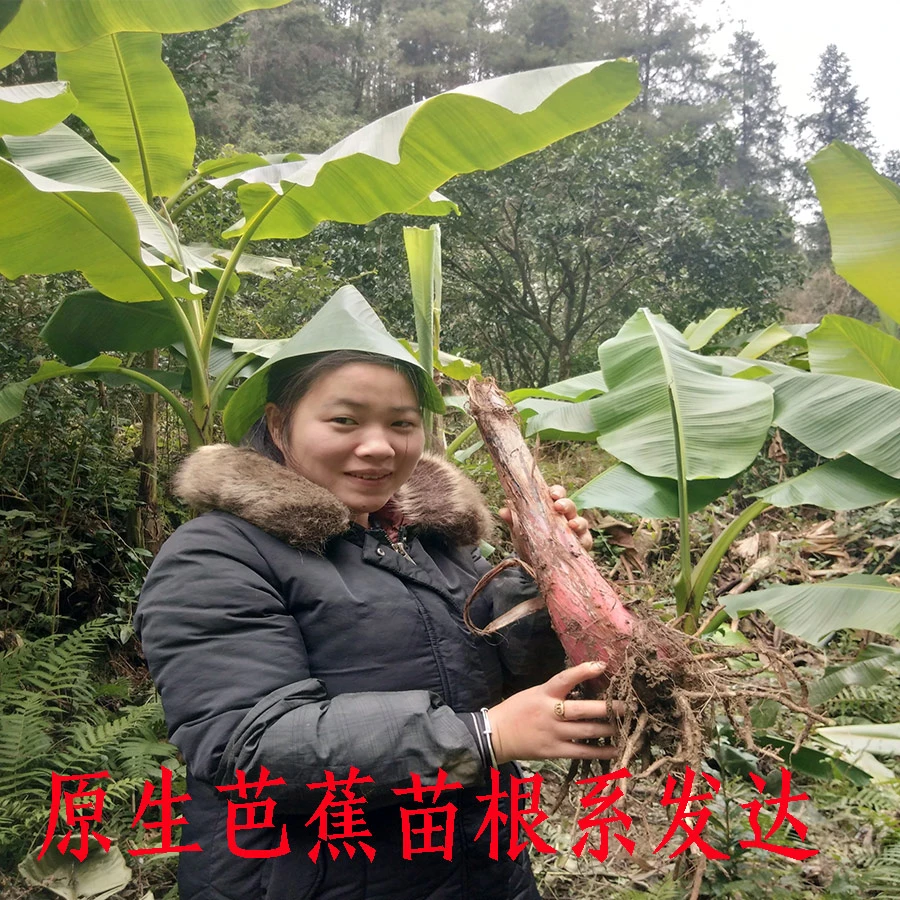 芭蕉树苗庭院绿植大型盆栽别墅公园小区景区造景绿化植物