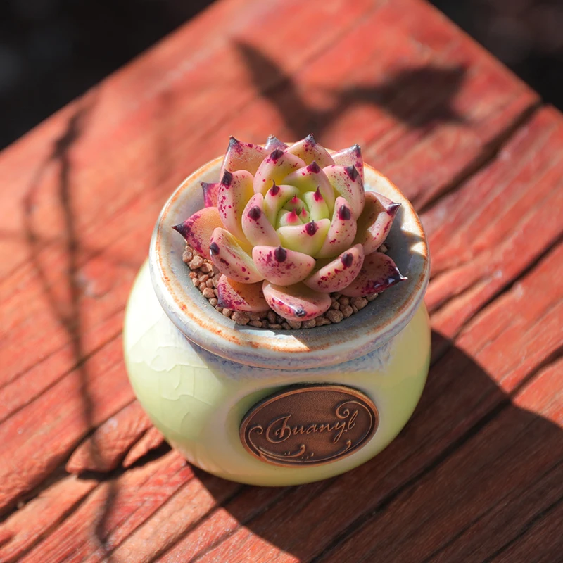 【直播链接】057 精品一物一拍多肉植物满29包邮（除新疆、西藏）