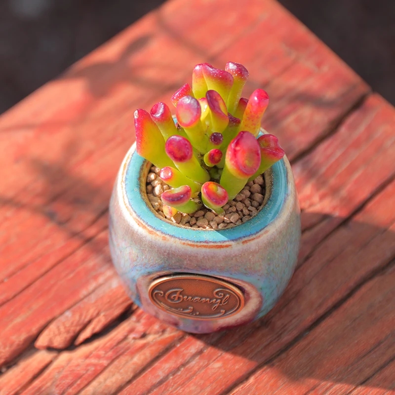 【直播链接】083精品一物一拍多肉植物满29包邮（除新疆、西藏）