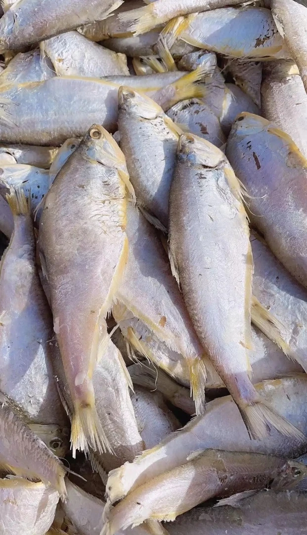 马口鱼也叫油扣鱼、黄鲫鱼