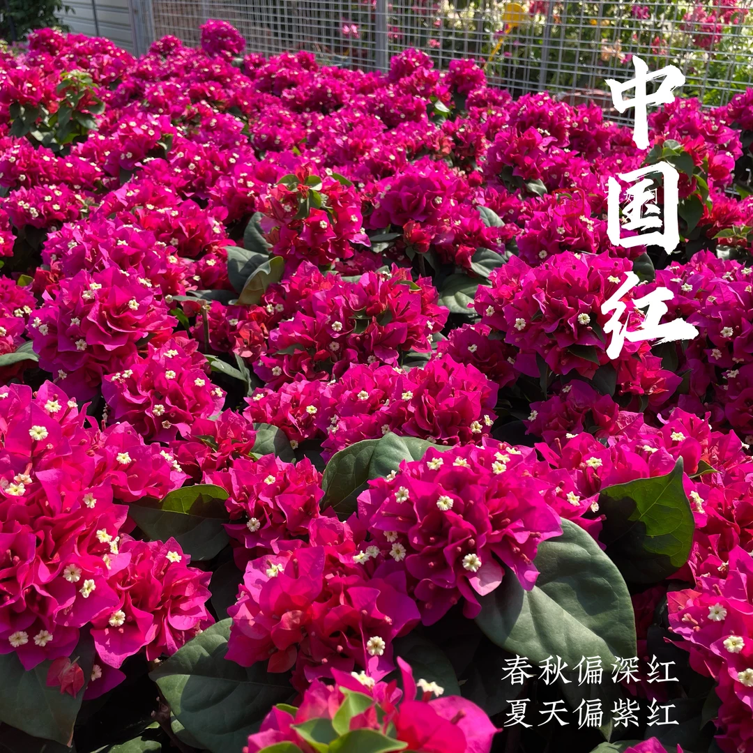 中国红大花大叶四季开花三角梅【520礼物】