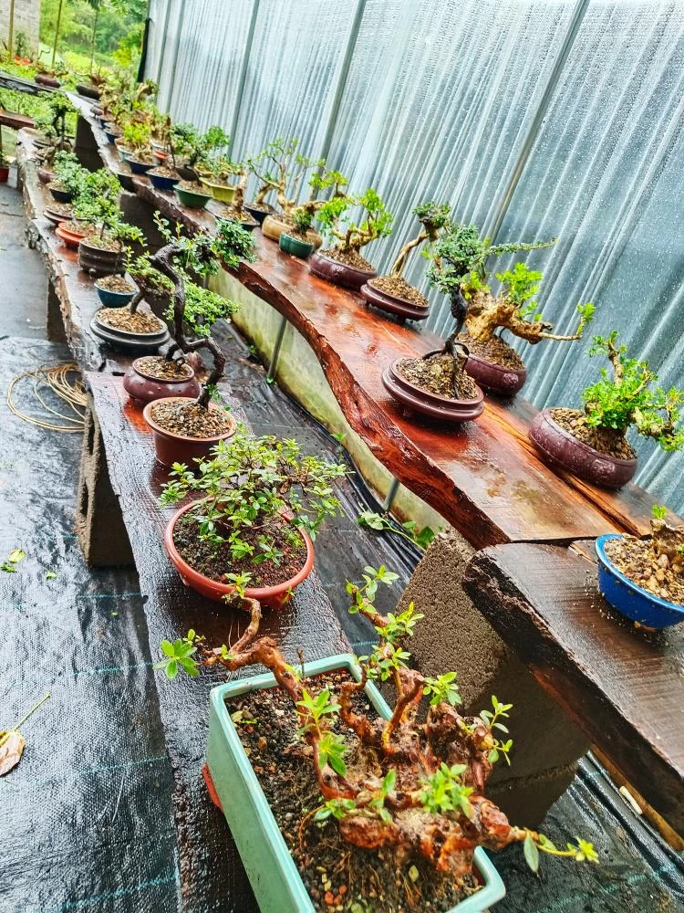 云南盆景！铁马鞭，小石积，羊蹄甲，黄杨等